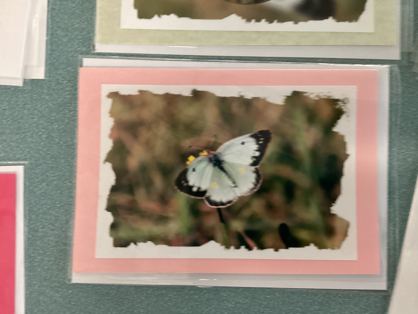 Greeting Cards by Colette Parmer