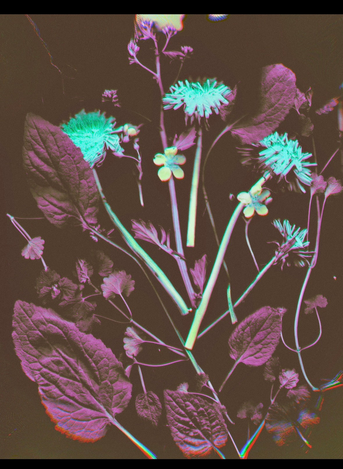 Allison Montroy- Lawn Clippings