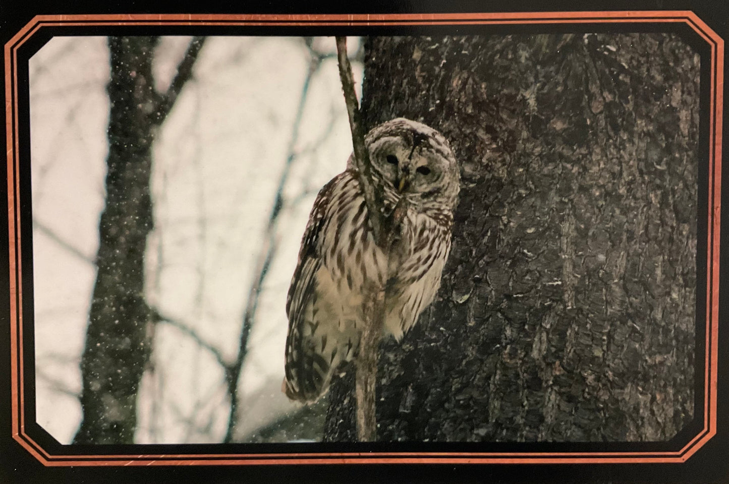 Cards, Colette Parmer