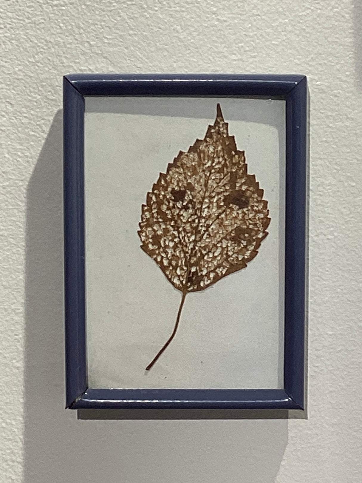 "Skeleton Leaves" Found Objects by Elizabeth L. L. Paige