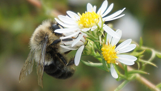 "Bee on Daisy" by Beverly J. Patchin