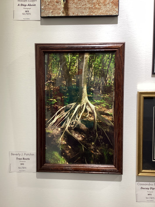 "Tree Roots" Photograph by Beverly J. Patchin