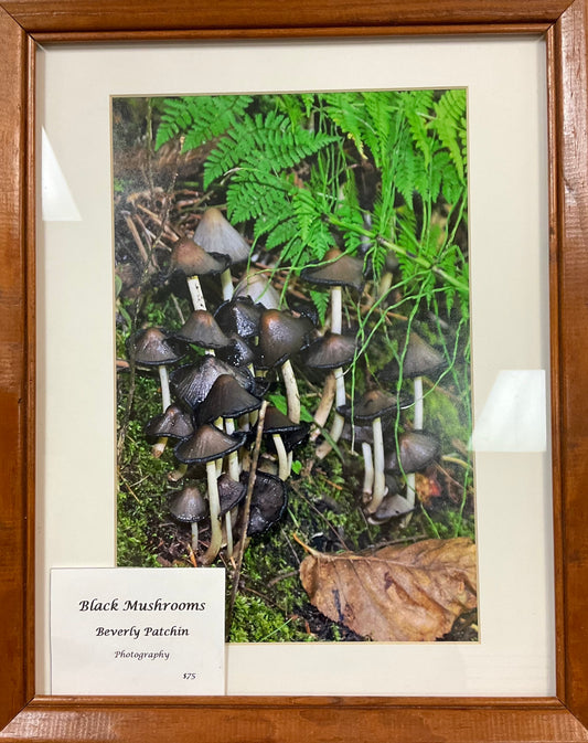 Black Mushrooms - Beverly Patchin