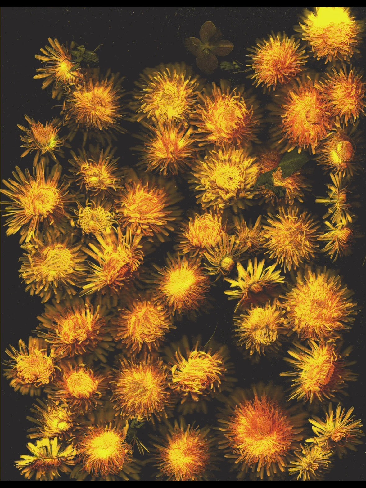 Allison Montroy- Growing